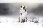 Australian Shepherd