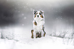 Australian Shepherd
