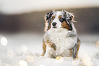 Australian Shepherd