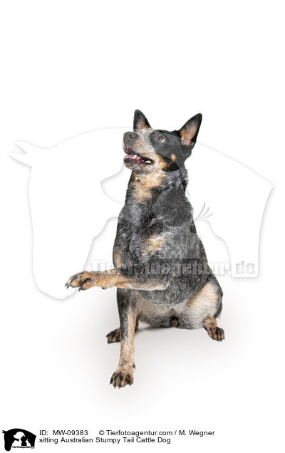 sitzender Australian Stumpy Tail Cattle Dog / sitting Australian Stumpy Tail Cattle Dog / MW-09383