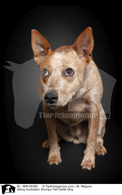 sitting Australian Stumpy Tail Cattle Dog / MW-09386