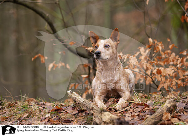 lying Australian Stumpy Tail Cattle Dog / MW-09396