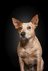 Australian Stumpy Tail Cattle Dog Portrait