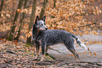 standing Australian Stumpy Tail Cattle Dog