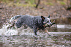 running Australian Stumpy Tail Cattle Dog