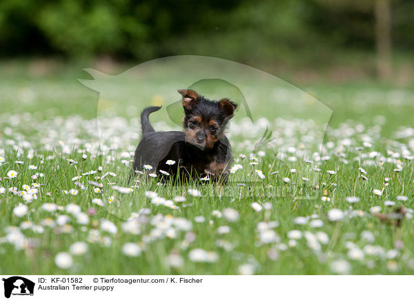 Australian Terrier puppy / KF-01582