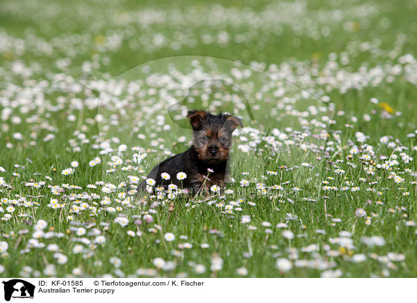 Australian Terrier Welpe / Australian Terrier puppy / KF-01585