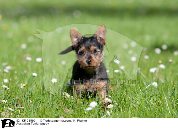 Australian Terrier Welpe / Australian Terrier puppy / KF-01590