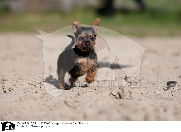 Australian Terrier Welpe / Australian Terrier puppy / KF-01591