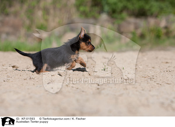 Australian Terrier Welpe / Australian Terrier puppy / KF-01593