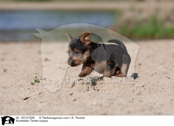 Australian Terrier puppy / KF-01594
