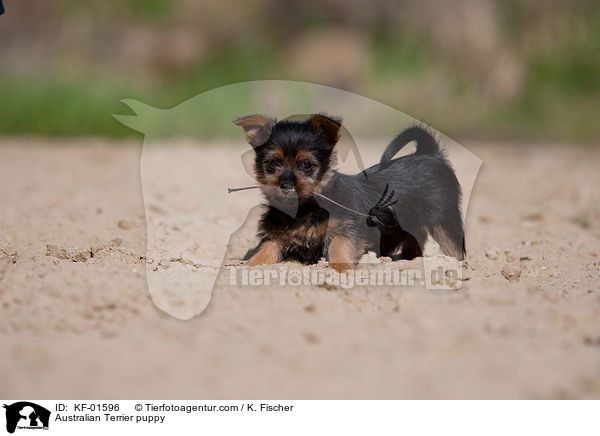 Australian Terrier Welpe / Australian Terrier puppy / KF-01596