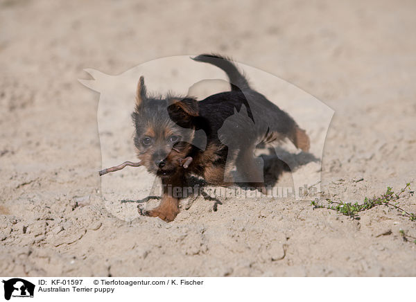 Australian Terrier Welpe / Australian Terrier puppy / KF-01597