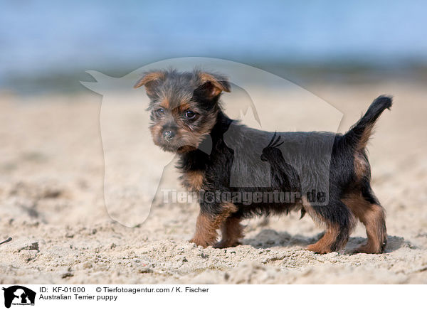 Australian Terrier Welpe / Australian Terrier puppy / KF-01600