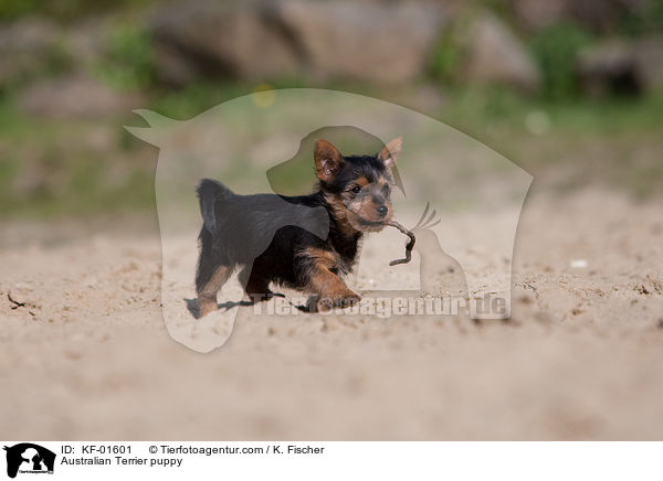Australian Terrier Welpe / Australian Terrier puppy / KF-01601