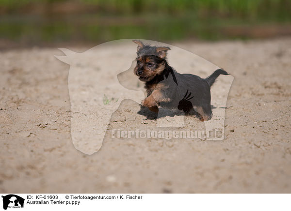 Australian Terrier puppy / KF-01603