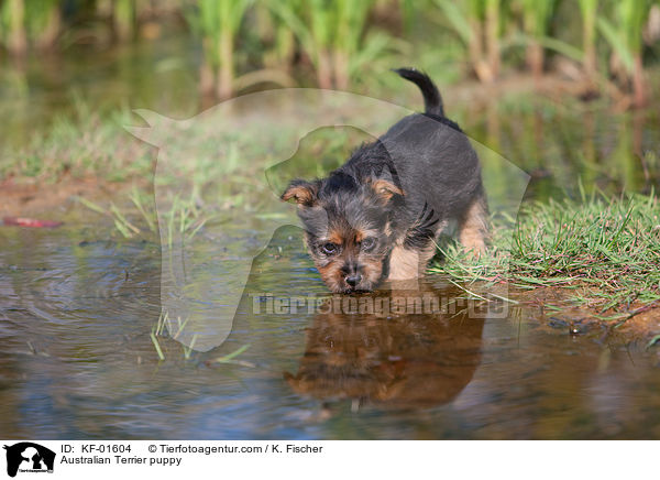 Australian Terrier Welpe / Australian Terrier puppy / KF-01604