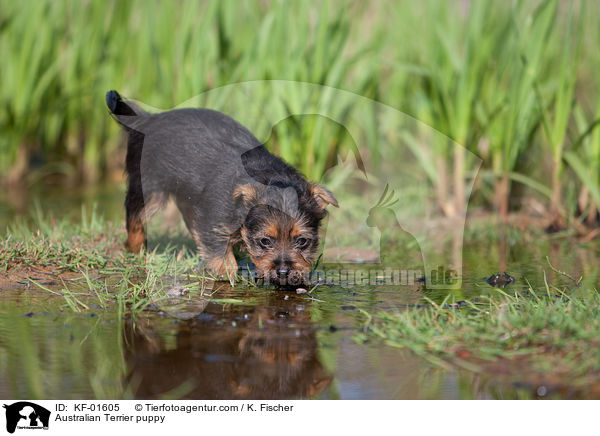 Australian Terrier puppy / KF-01605