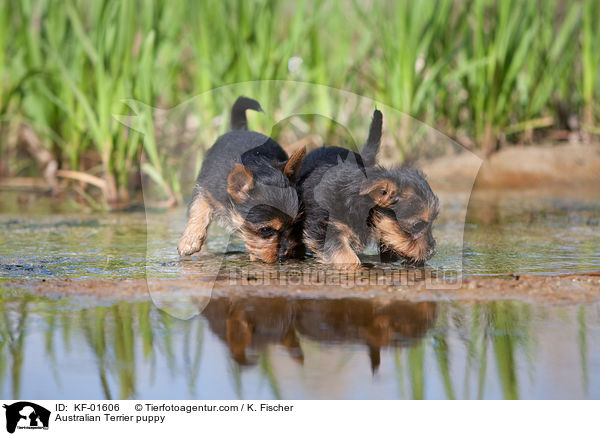 Australian Terrier Welpe / Australian Terrier puppy / KF-01606