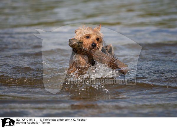 spielender Australian Terrier / playing Australian Terrier / KF-01613