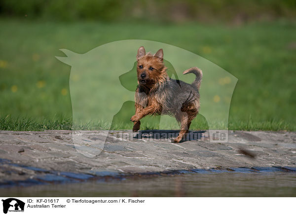 Australian Terrier / KF-01617