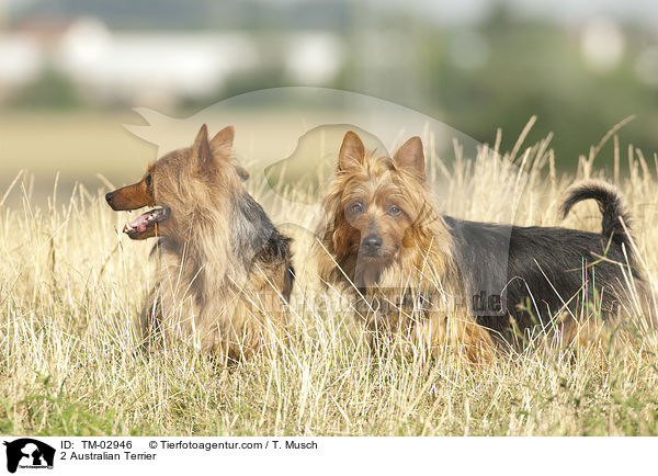 2 Australian Terrier / 2 Australian Terrier / TM-02946