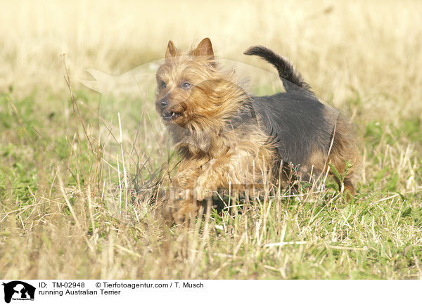 rennender Australian Terrier / running Australian Terrier / TM-02948