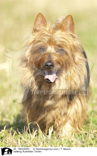 laufender Australian Terrier / walking Australian Terrier / TM-02953