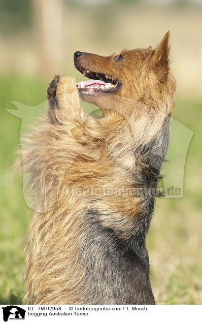 Australian Terrier macht Mnnchen / begging Australian Terrier / TM-02958
