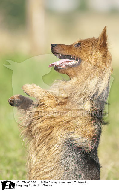 Australian Terrier macht Mnnchen / begging Australian Terrier / TM-02959