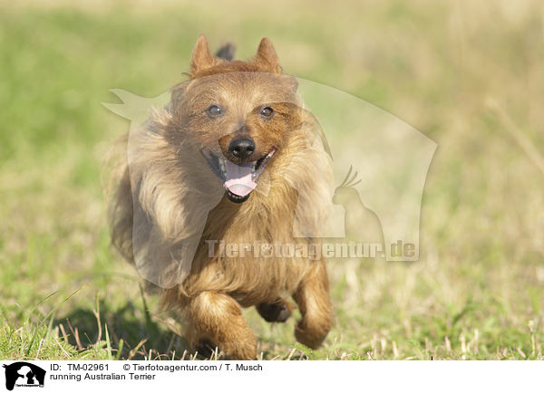 running Australian Terrier / TM-02961