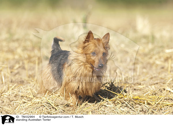 stehender Australian Terrier / standing Australian Terrier / TM-02964