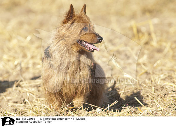 stehender Australian Terrier / standing Australian Terrier / TM-02965