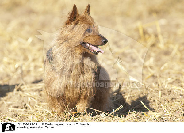 stehender Australian Terrier / standing Australian Terrier / TM-02965