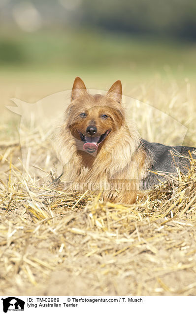 liegender Australian Terrier / lying Australian Terrier / TM-02969