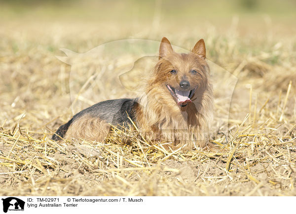 lying Australian Terrier / TM-02971