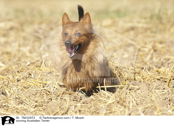 rennender Australian Terrier / running Australian Terrier / TM-02972