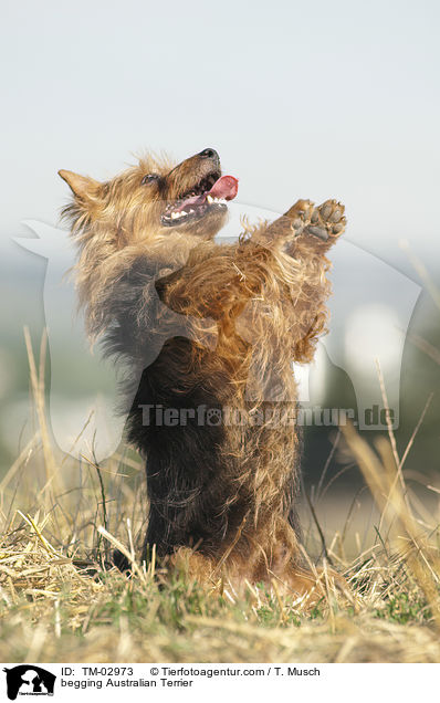 Australian Terrier macht Mnnchen / begging Australian Terrier / TM-02973