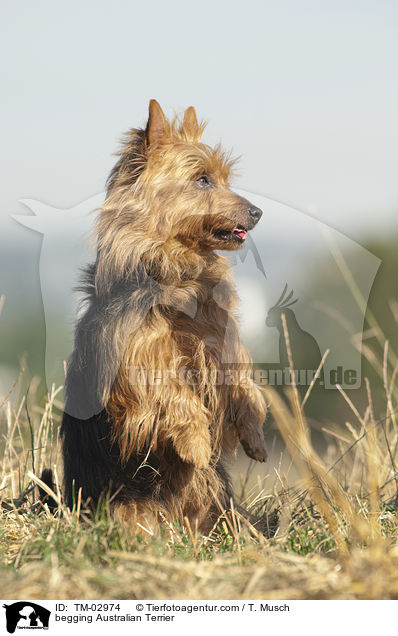 Australian Terrier macht Mnnchen / begging Australian Terrier / TM-02974