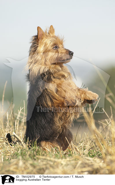 begging Australian Terrier / TM-02975