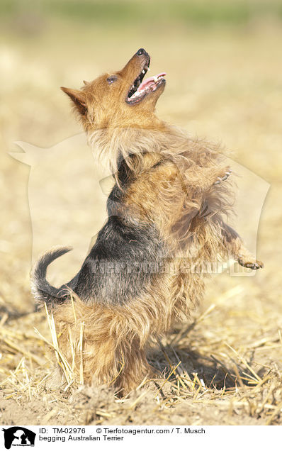 begging Australian Terrier / TM-02976