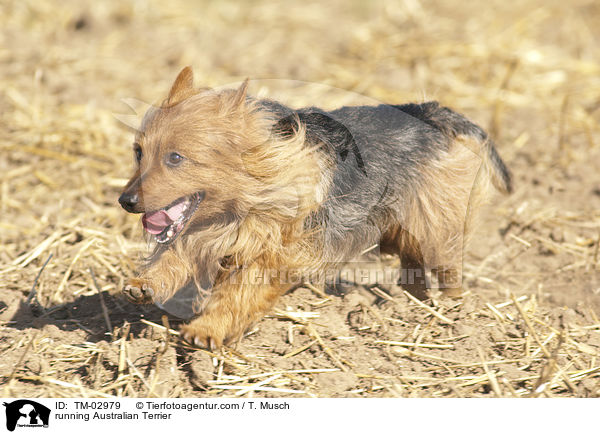 rennender Australian Terrier / running Australian Terrier / TM-02979