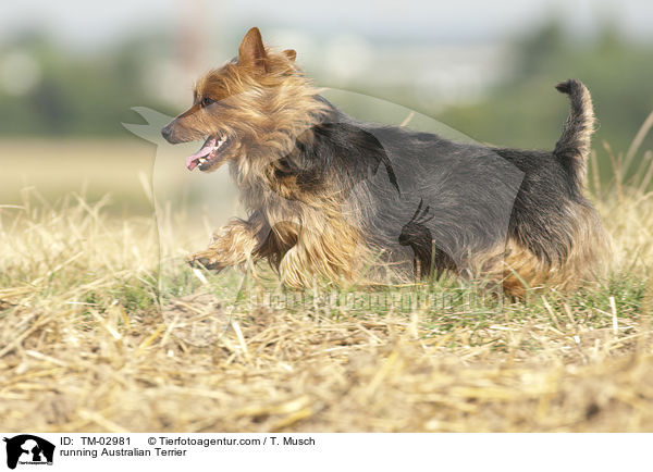 running Australian Terrier / TM-02981