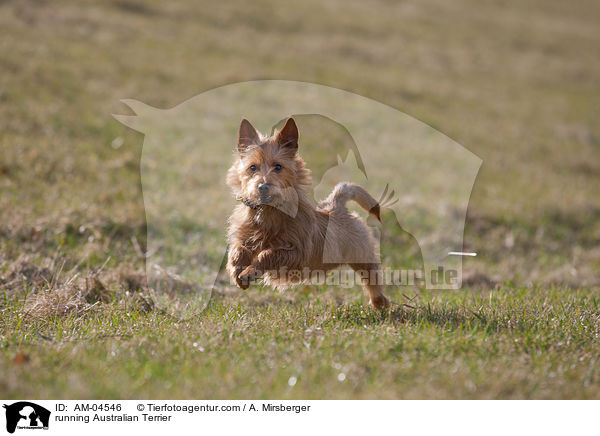 running Australian Terrier / AM-04546