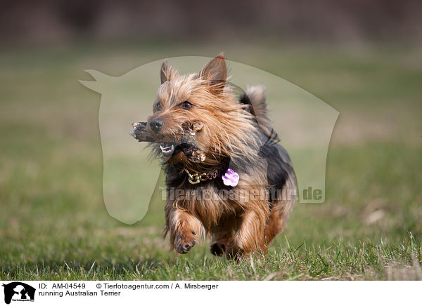 rennender Australian Terrier / running Australian Terrier / AM-04549