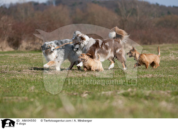 4 Hunde / 4 dogs / AM-04550