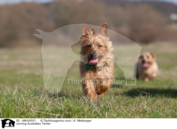running Australian Terrier / AM-04551