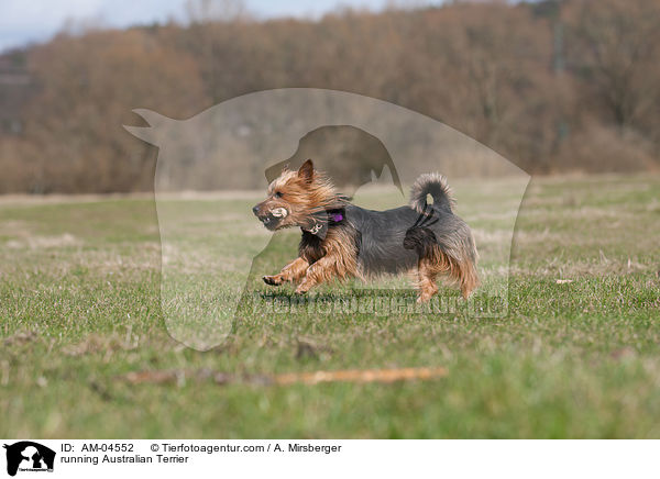 running Australian Terrier / AM-04552
