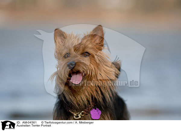 Australian Terrier Portrait / AM-04561