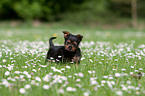 Australian Terrier puppy